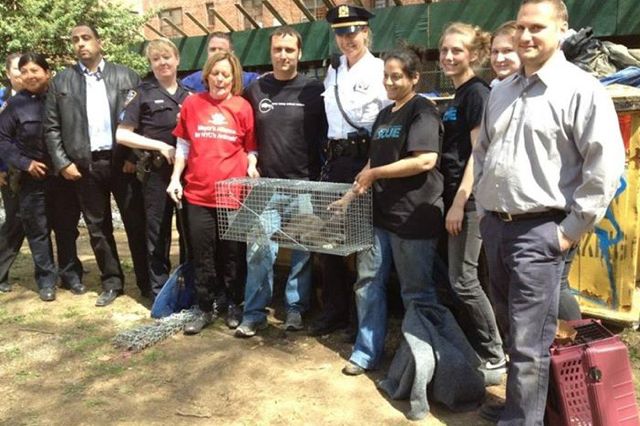 Photograph of King with animal rescuers and NYPD